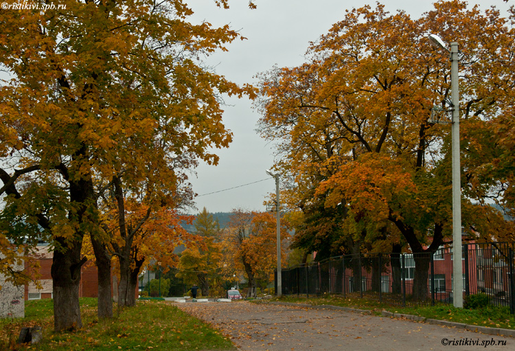   / Vaahterkuja